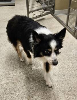 Alvin -  Mixed Breed Dog for Adoption in Lafayette, Indiana - Alvin | PetCurious