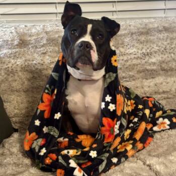 Rescue Staffordshire Bull Terrier Dogs for Adoption in Richmond, Virginia - Pippa | PetCurious