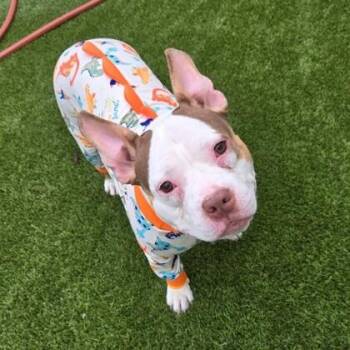 Rue -  American Bulldog and Mixed Breed Dog for Adoption in Houston, Texas - Rue | PetCurious
