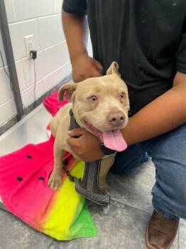 Mixed Breed Dogs Available for Adoption in Oxford, North Carolina - Cucka | PetCurious