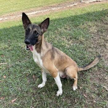 Rescue Shepherd Dogs for Adoption in Carencro, Louisiana - Fourth Wing | PetCurious