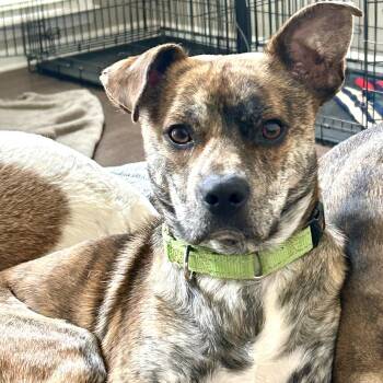 Dennis -  Catahoula Leopard Dog Dog for Adoption in Roswell, Georgia - Dennis | PetCurious