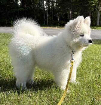 Bjorn (Blue boy) -  Samoyed Dog for Sale in Fairbanks, Alaska - Bjorn (Blue Boy) | PetCurious