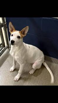 Jack Russell Terrier Dogs Available for Adoption - Solita 4 Months | PetCurious