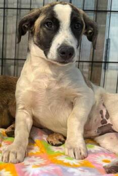 Dachshund Dogs Available for Adoption - Tom | PetCurious