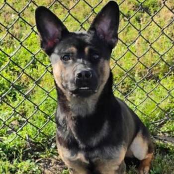 Shepherd and Basset Hound Dogs Available for Adoption in Rockville, Maryland - Bahera | PetCurious
