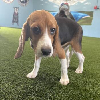 VF6 0613 aka Doc -  Beagle Dog for Adoption in Loxahatchee Groves, Florida - VF6 0613 Aka Doc | PetCurious