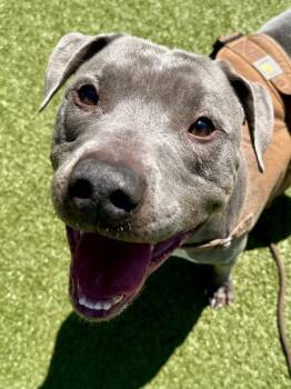 Mixed Breed Dogs Available for Adoption in Wichita, Kansas - Roscoe | PetCurious