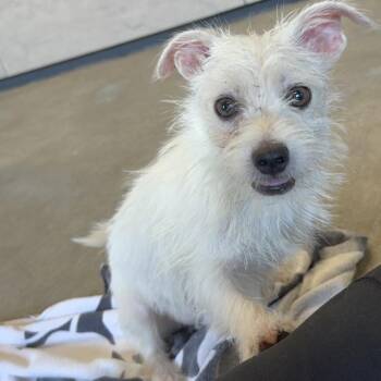 Reagan -  Mixed Breed and Terrier Dog for Adoption in Ponca City, Oklahoma - Reagan | PetCurious