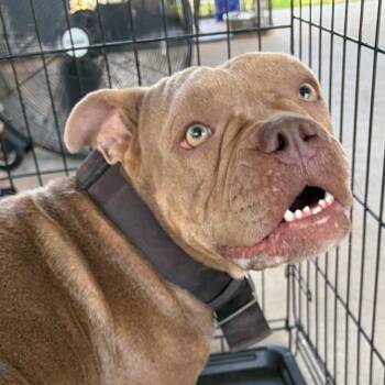 Bella -  Staffordshire Bull Terrier Dog for Adoption in Lake Jackson, Texas - Bella | PetCurious