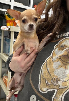 Rescue Chihuahua Dogs for Adoption in Oakland, New Jersey - Whisper | PetCurious