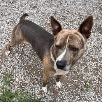 Simba Steve -  Mixed Breed Dog for Adoption in Fairport, New York - Simba Steve | PetCurious