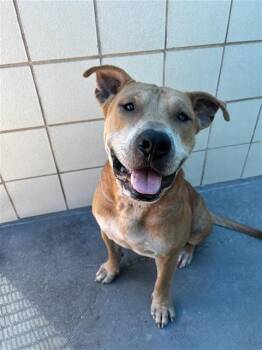 YOGI -  American Staffordshire Terrier Dog for Adoption in Corpus Christi, Texas - YOGI | PetCurious