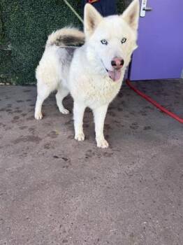 Siberian Husky and Mixed Breed Dogs Available for Adoption - 60301692 | PetCurious
