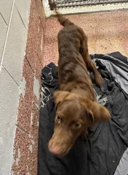 Michelangelo -  Mixed Breed Dog for Adoption in West Chester, Pennsylvania - Michelangelo | PetCurious