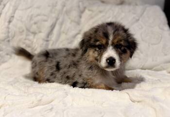 Australian Shepherd Dogs Available for Adoption - Kimber | PetCurious