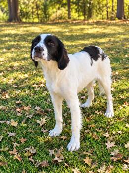 JUNE -  English Springer Spaniel and Cocker Spaniel Dog for Adoption in Social Circle, Georgia - JUNE | PetCurious