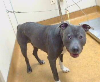 Pit Bull Terrier Dogs Available for Adoption in Sacramento, California - ANNIE BANANIE | PetCurious