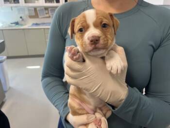 Mixed Breed Dogs Available for Adoption - BOXER | PetCurious