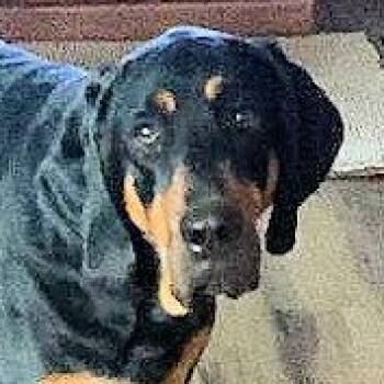 Black And Tan Coonhound Dogs Available for Adoption - Haley (OH) | PetCurious