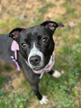 Rescue Pit Bull Terrier and Terrier Dogs for Adoption in Conroe, Texas - Ella | PetCurious