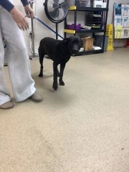 Rescue Labrador Retriever and Mixed Breed Dogs for Adoption in Fort Worth, Texas - 59841910 | PetCurious