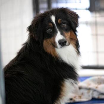 Cheeto (MY26-22) -  Australian Shepherd Dog for Adoption in Peyton, Colorado - Cheeto (MY26-22) | PetCurious