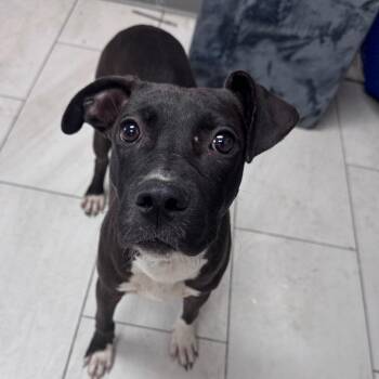 Tess -  Mixed Breed Dog for Adoption in Lufkin, Texas - Tess | PetCurious