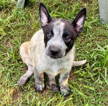 Blackstrap -  Cattle Dog Dog for Adoption in Albany, New York - Blackstrap | PetCurious
