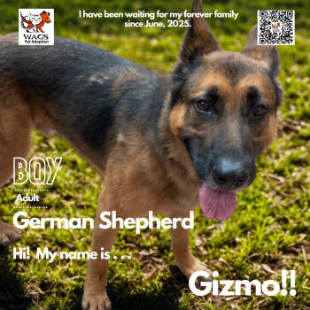 Rescue German Shepherd Dog Dogs for Adoption in Westminster, California - Gizmo | PetCurious