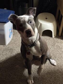 Rescue American Staffordshire Terrier Dogs for Adoption in San Antonio, Texas - ACE | PetCurious