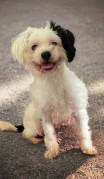 Beckett -  Maltese Dog Available for Adoption in Dalton, Georgia - Beckett | PetCurious