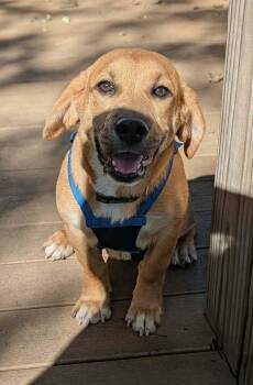 Birdie - COMING SOON - fostered in KC -  Beagle and Basset Hound Dog for Adoption in Overland Park, Kansas - Birdie - COMING SOON - Fostered In KC | PetCurious