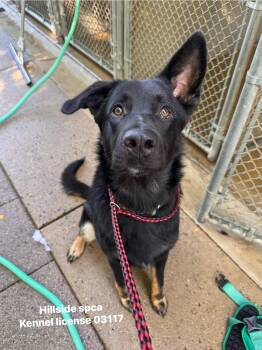Ace -  German Shepherd Dog Dog for Adoption in Pottsville, Pennsylvania - Ace | PetCurious