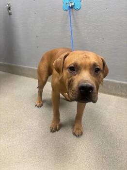 JAVAN -  Pit Bull Terrier Dog for Adoption in Las Vegas, Nevada - JAVAN | PetCurious