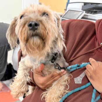 Mixed Breed Dogs Available for Adoption in Philadelphia, Pennsylvania - Shadow Sham | PetCurious