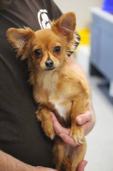PeeWee -  Chihuahua Dog for Adoption in Hayward, Wisconsin - PeeWee | PetCurious