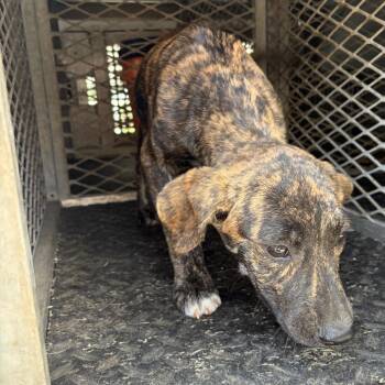 Barkeisha -  Pit Bull Terrier and Mixed Breed Dog for Adoption in Edinburg, Texas - Barkeisha | PetCurious