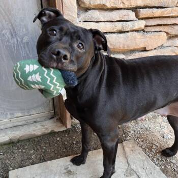 Stormee -  Mixed Breed Dog for Adoption in Fairport, New York - Stormee | PetCurious