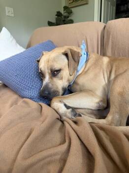 Leo -  Pit Bull Terrier and American Bulldog Dog for Adoption in Austin, Texas - Leo | PetCurious