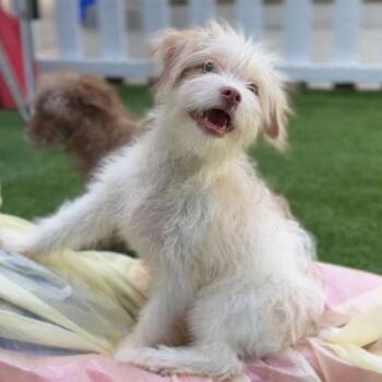 Terrier Dogs Available for Adoption - Saul A2258006 | PetCurious