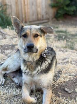 Mama Saphira -  German Shepherd Dog Dog for Adoption in Pleasant Hill, California - Mama Saphira | PetCurious