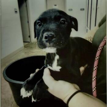 Ponzi (green) -  Pit Bull Terrier Dog for Adoption in Baltimore, Maryland - Ponzi (green) | PetCurious