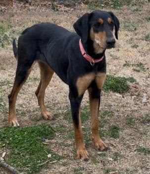 Doberman Pinscher Dogs Available for Adoption - Lucy  | PetCurious