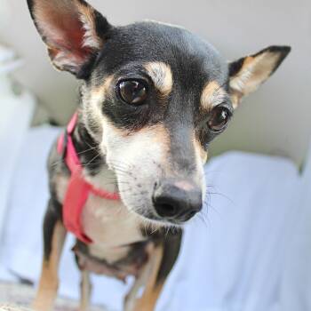 Xena -  Chihuahua Dog for Adoption in Springfield, Ohio - Xena | PetCurious