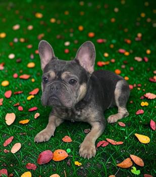 Shiloh -  French Bulldog Dog for Adoption in Dallas, Georgia - Shiloh | PetCurious