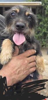ELVIRA -  Chihuahua and Yorkshire Terrier Dog for Adoption in San Antonio, Texas - ELVIRA | PetCurious