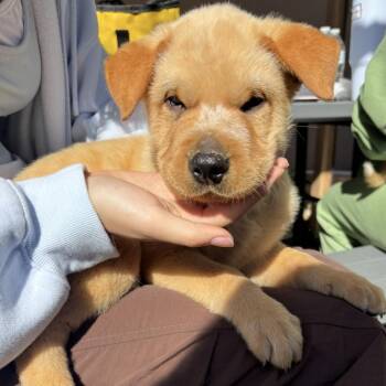 Huckleberry -  Australian Shepherd and Shar Pei Dog for Adoption in Rancho Santa Margarita, California - Huckleberry | PetCurious