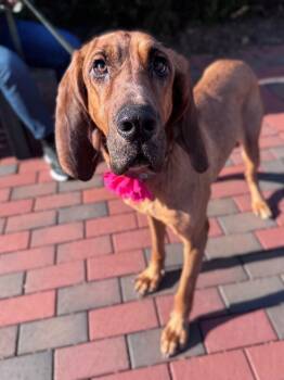 Rescue Coonhound Dogs for Adoption in Disputanta, Virginia - Flower | PetCurious