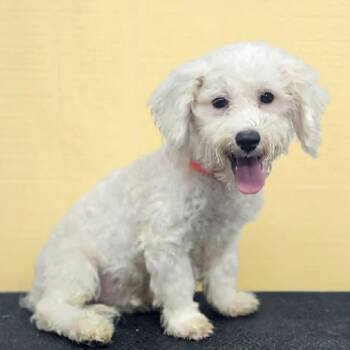 Luke -  Bichon Frise and Poodle Dog for Adoption in Wheelersburg, Ohio - Luke | PetCurious